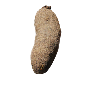 Tuber of Yam