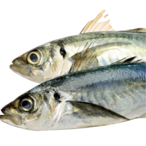 Frozen Kote Fish - 1kg