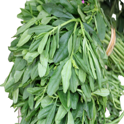 Waterleaf (Uncut) – Bundle