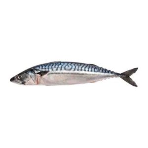 Titus Fish (Per 1)