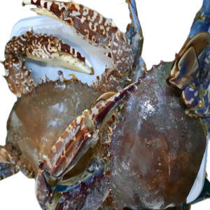 Crab (Leg & Hands)