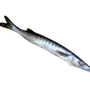 Barracuda - 1kg