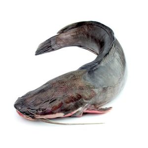 Fresh Catfish - 1.5kg