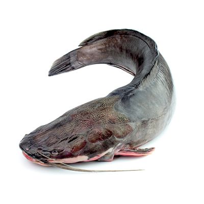Fresh Catfish – 1.5kg