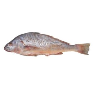 Frozen Croaker Fish (1kg)