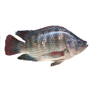 Tilapia Fish Frozen - 1kg