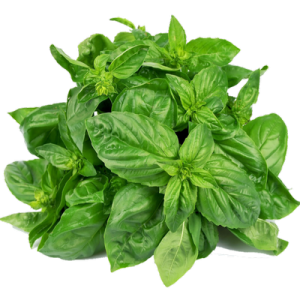 Basil - Bundle