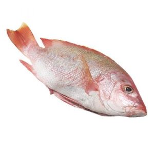 Frozen Red Snapper - 1kg