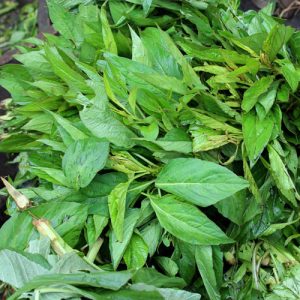 Shoko Leaf (Lagos Spinach | Efo Shoko)