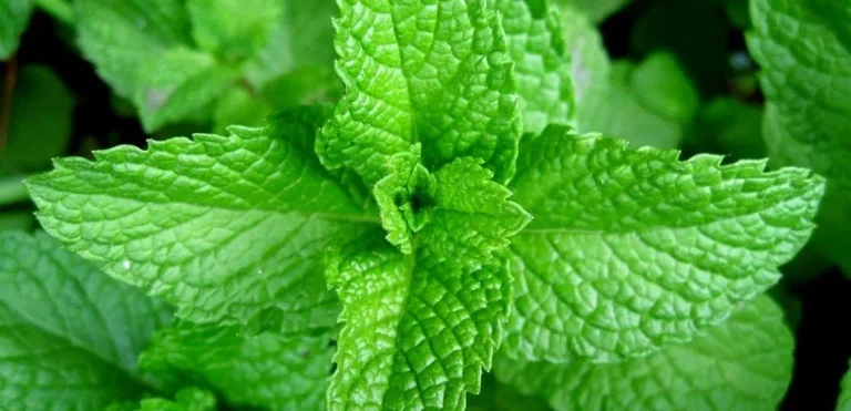 Scent Leaf: Discover the Incredible Health Benefits of Scent Leaf