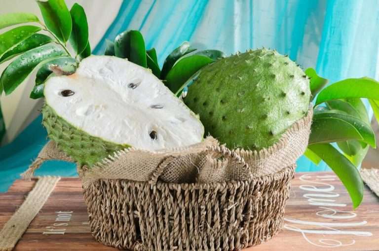Exploring the Wonders of Soursop Fruit